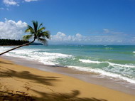   доминиканы-чисто практические моменты