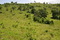 фото, пологий холм, участок земли под строительство коттеджа в Доминиканской Республике